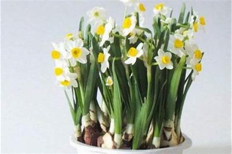 水仙花施肥方法,用什么肥好
