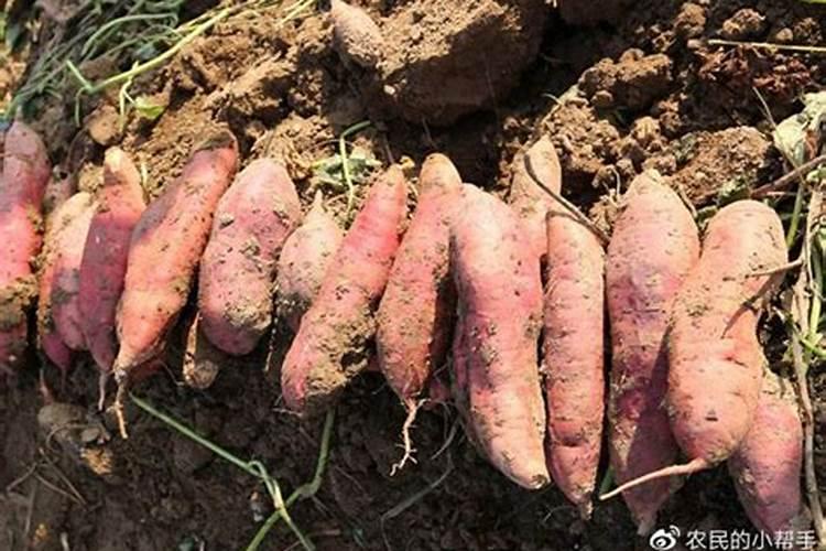 红薯该什么时候追肥？追肥该上哪些肥料？