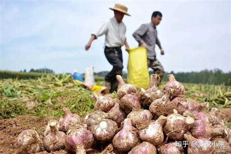 大蒜的营养特性与需肥特点是什么？如何给大蒜正确施肥？