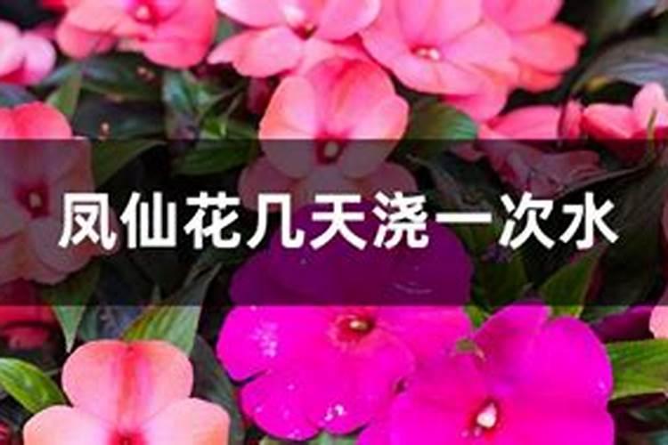 花草多久施一次肥,家里种的花草施什么肥