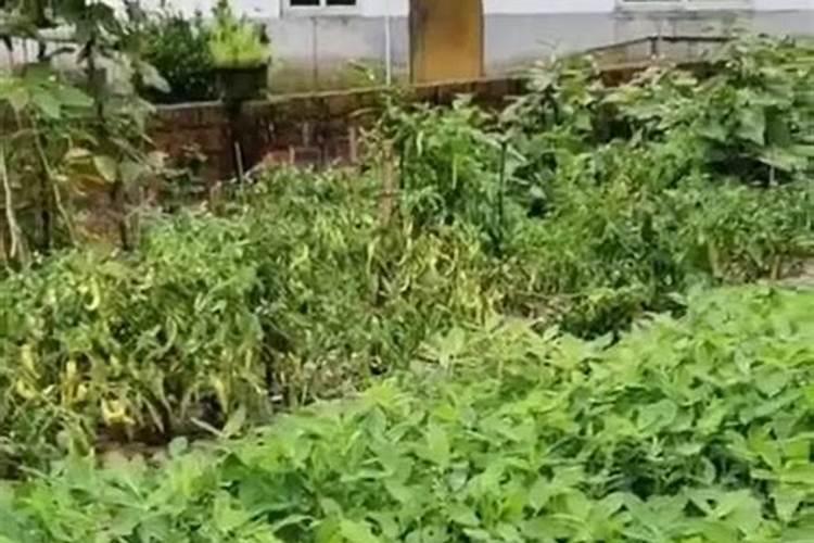 花生后期用啥药不落叶 花生后期用什么药不落叶