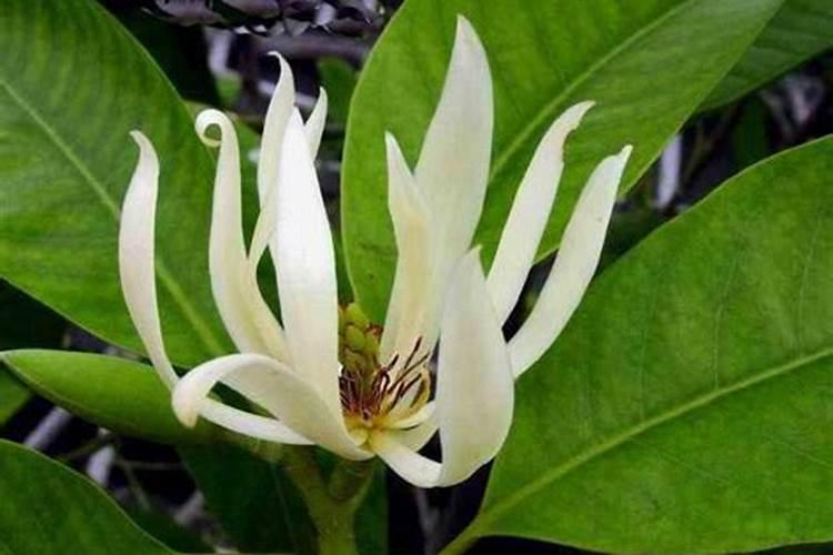 白兰花怎么养