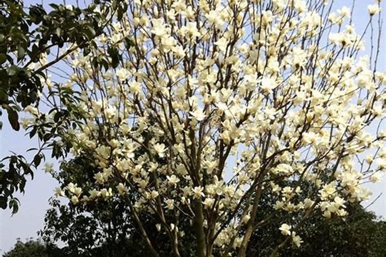 白玉兰和桂花哪个更香？