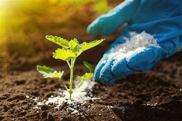 菌肥是一种无公害新型复合生物肥,施用菌肥应注意哪些？