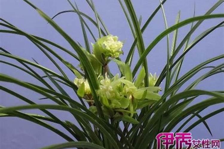 金边虎皮兰可以用君子兰营养液吗？