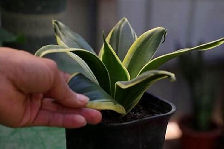 能不能用君子兰土种植虎皮兰