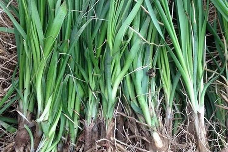 知母种子价格及种植方法,附知母的播种方法