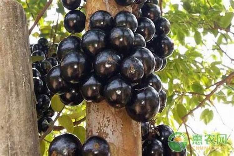种植玉米时需不需要追肥？玉米在几叶追肥最好？