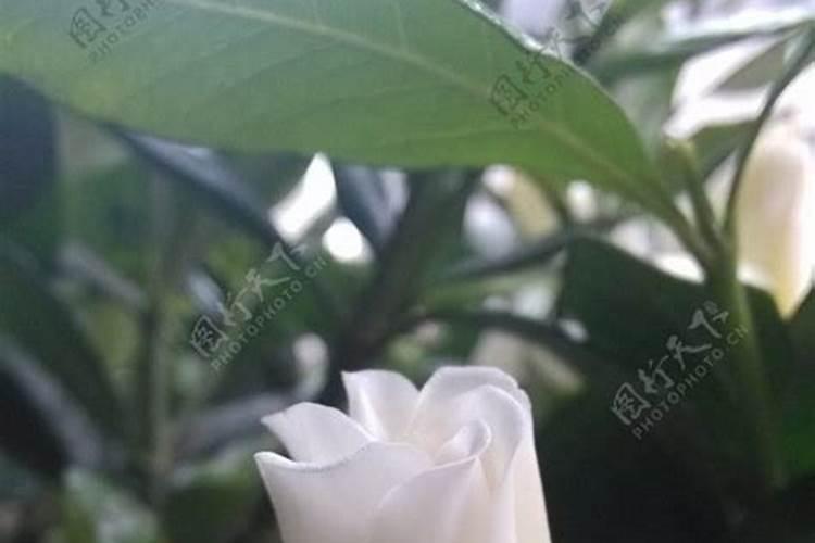 栀子花用什么肥料好？