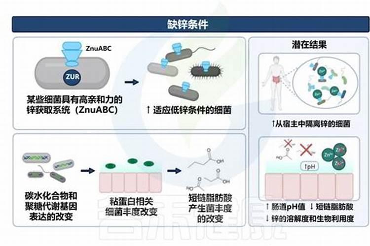 什么是小麦缺素症,小麦缺素症状的识别与补救措施
