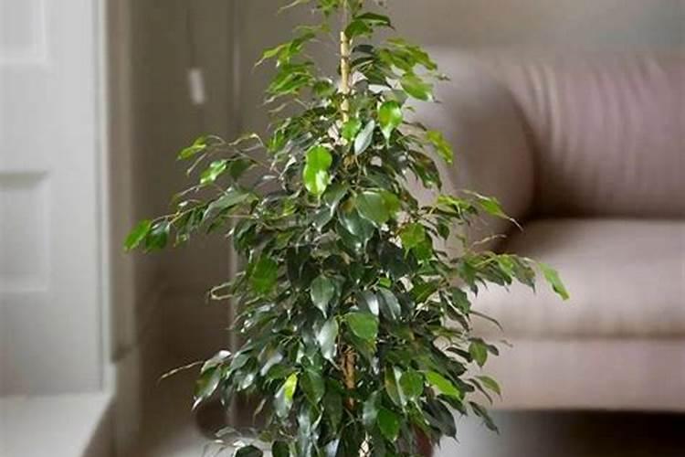 大叶榕施什么肥最好