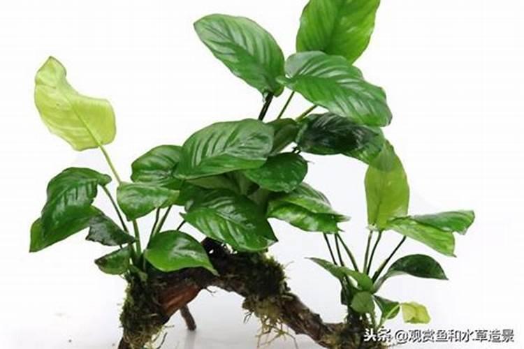 如何保养大叶榕盆景及注意事项？