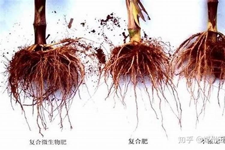 玉米覆盖地膜田间如何管理