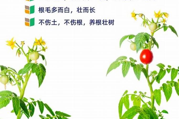 大葱种植培土方法