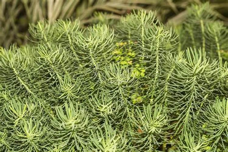 栀子花缺肥表现,叶子变薄并发黄