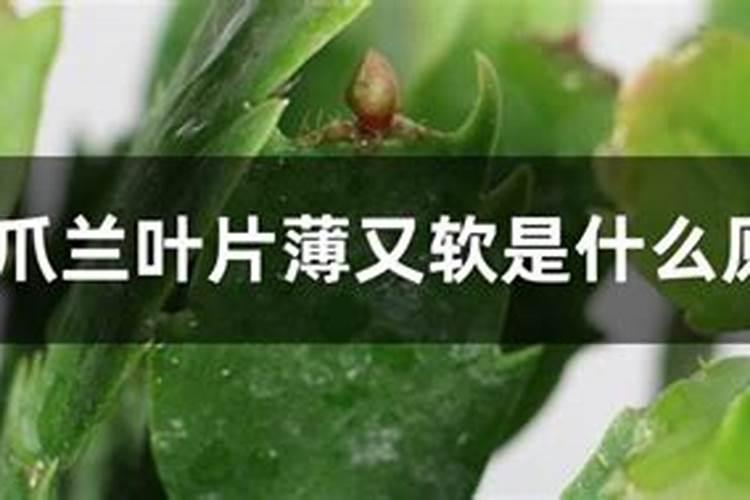 豆角徒长苗并且叶身变薄,防治方法有哪些？