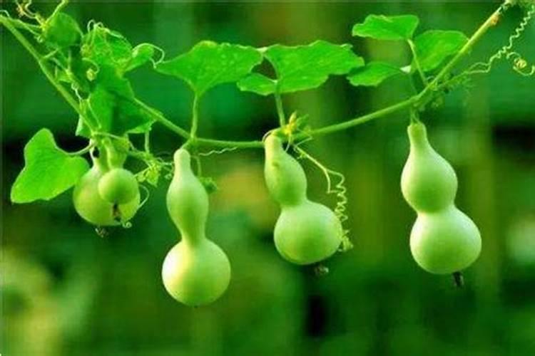 西葫芦怎么种植方法