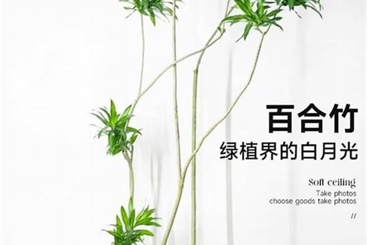 叶面肥有哪些牌子 排行榜都有哪些上榜