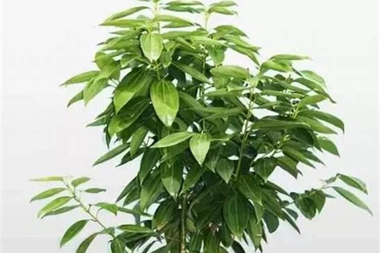 圣诞红和风信子的详细资料