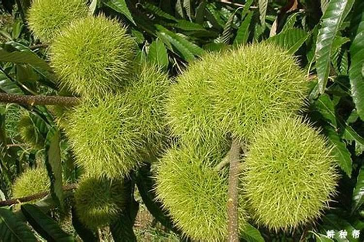 茶叶的品种有哪些？