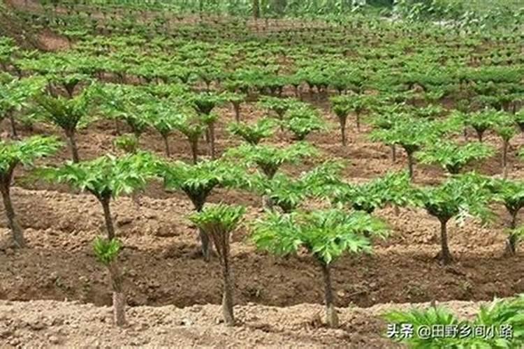 种魔芋用什么肥料