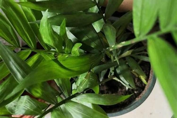 白菜最忌三种肥料