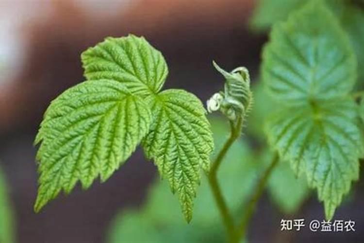 花卉叶面肥多久喷一次比较好 叶面肥打多了有害吗
