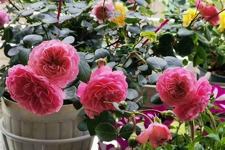 月季施肥施什么肥月季四季的养护方法