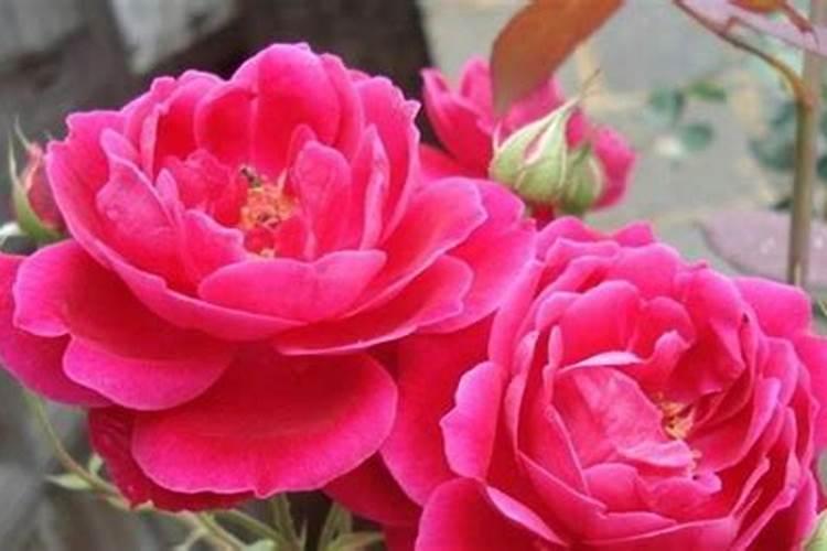 春天月季怎么施肥