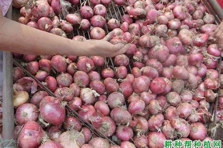 如何种洋葱