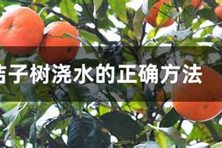 家养桔子树施什么肥料,腐熟的有机肥配叶面肥