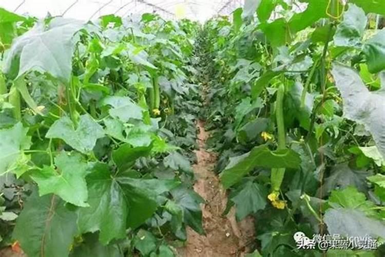 丝瓜用高钾的叶面肥可以吗