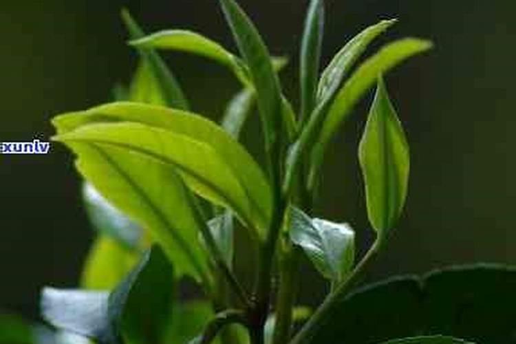 茶树催芽壮芽用什么药最快