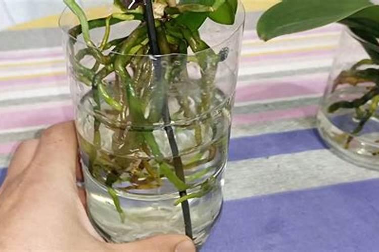 蝴蝶兰用什么肥好呢,我有磷酸二氢钾兑水可以吗