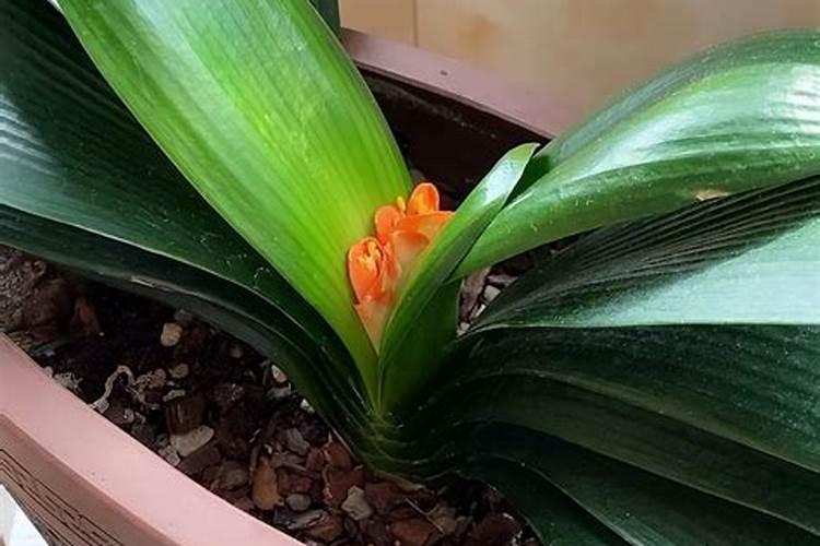 10月以后,3种花别用错肥,否则会影响开花,你知道有哪些吗？