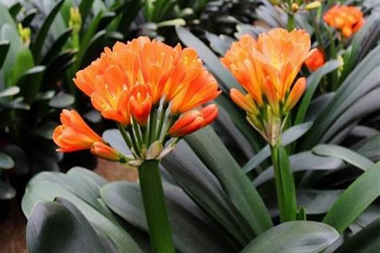 4种花“睡醒了”,赶紧补“营养”,为开花做准备,你知道吗？