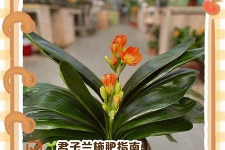 怀孕后婆家的君子兰开花了.有什么说法没