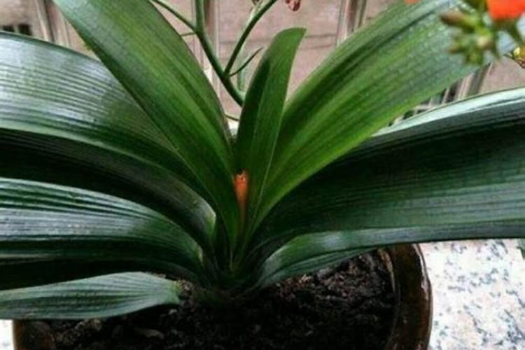 5种漂亮花,秋天喂饱它,枝条上疯长花苞,你知道吗？