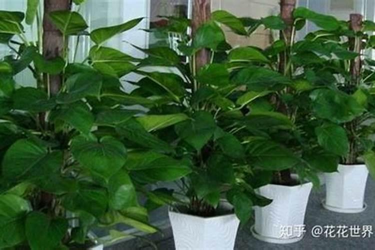 水培绿萝的养殖方法以及养护管理