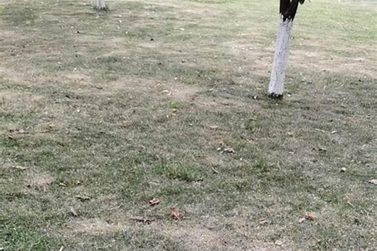 草坪对钾肥的要求特点