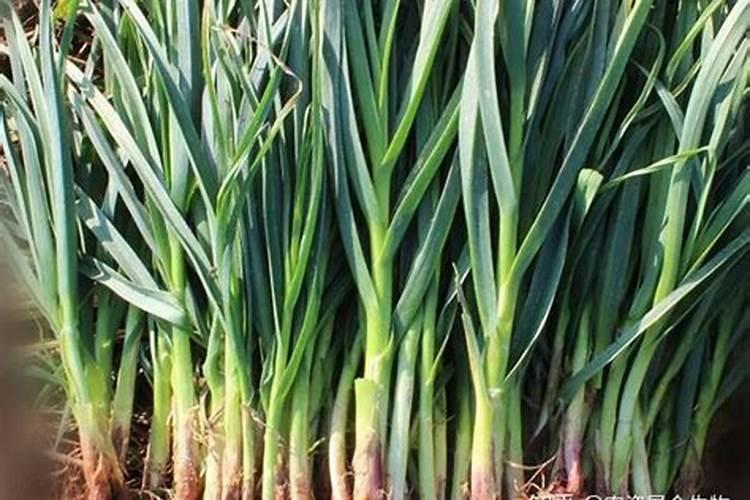 大蒜膨大期用什么肥料