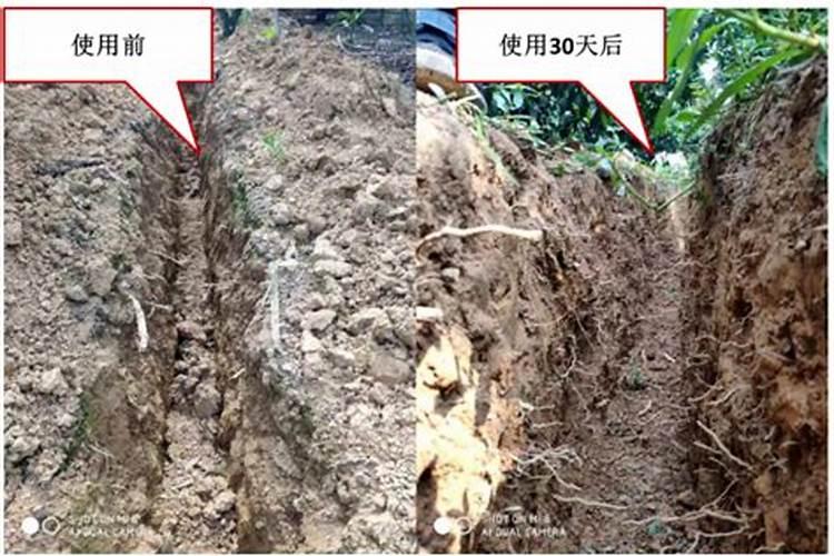 小麦土壤板结出苗不好怎么办 是什么原因引起的
