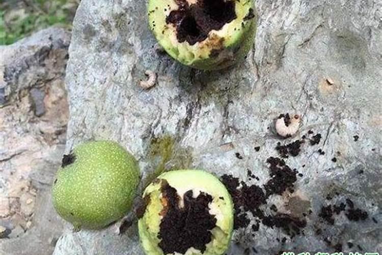 核桃果仁不饱满和落果的原因是什么 如何防治解决