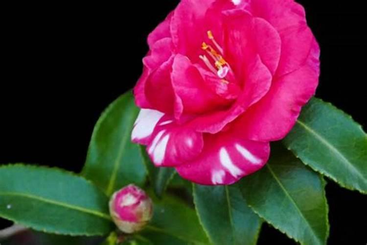 求教山茶花养殖方法