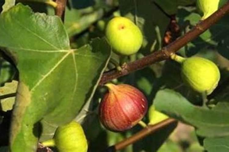 无花果果树施肥方法及时间 无花果果树如何施肥