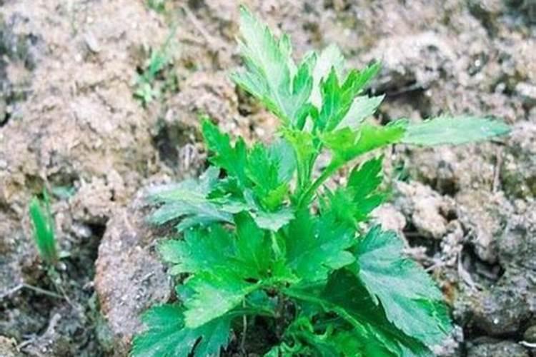 菊花长高后需要什么时候打尖什么时候施肥？