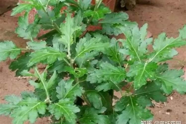 夏天菊花打顶过后能马上浇肥？