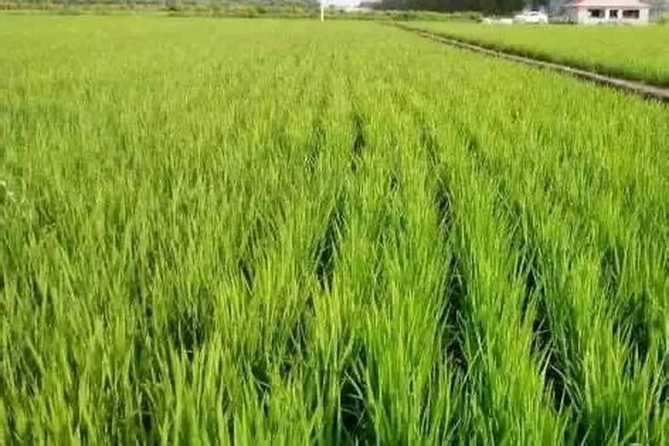 水稻粒肥什么时候施 增施钾肥在什么时间较好稻灌浆期用什么叶面肥可增产...
