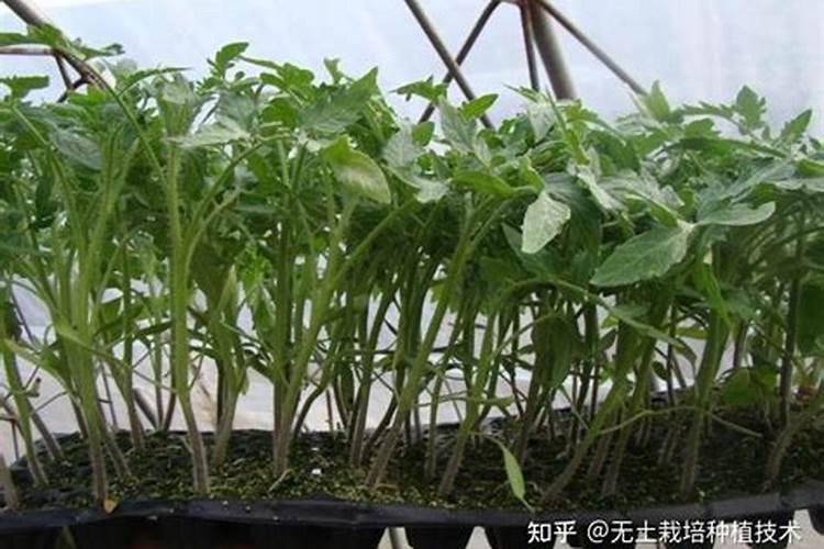 西红柿结果期怎么管理