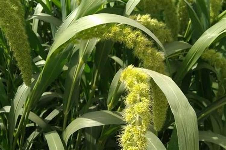 如何提高果树抗旱能力？果树花期施什么肥